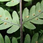 Arthropteris monocarpa Φύλλο