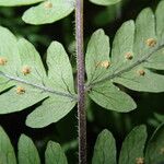 Arthropteris monocarpa Folla