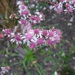 Symphyotrichum lateriflorum Flower