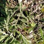 Centaurea stoebe Leaf