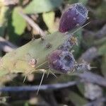 Opuntia dillenii Owoc