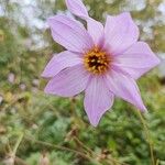 Dahlia merckii Flower