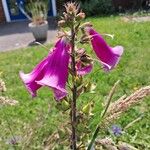 Digitalis thapsi Kwiat