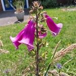 Digitalis thapsi Flower