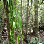 Ophioglossum pendulum Hábito
