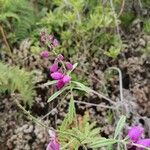 Polygala virgata Lorea