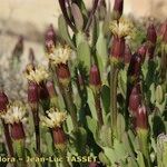 Kleinia anteuphorbium 花