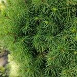 Picea laxa Folha