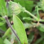 Silene gallica Blatt