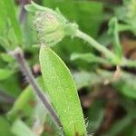 Silene gallica পাতা