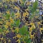 Forsythia suspensa Flower