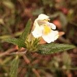 Galeopsis segetum Floare