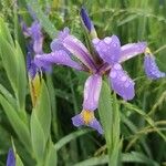 Iris spuria Flor