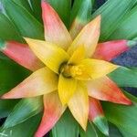 Guzmania lingulataЦветок