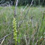 Platanthera aquilonis Leaf