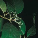 Siparuna decipiens Yaprak