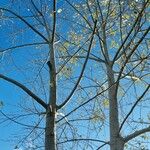 Populus × canescens Агульны выгляд