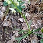 Dactylorhiza romana Blad