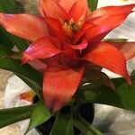 Guzmania spp. ഇല