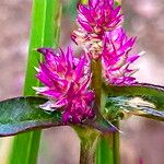 Gomphrena sonorae Cvet