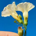 Operculina pinnatifida Flower