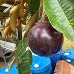 Chrysophyllum cainito Fruto