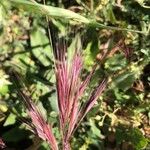 Bromus rubens Blüte