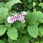 Syringa josikaea Leaf