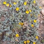 Adesmia minor Hábitos