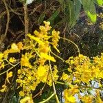 Oncidium lineoligerum Voninkazo