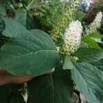 Phytolacca acinosaFloare