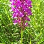 Anacamptis pyramidalisÕis