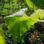 Cucurbita pepo Hoja