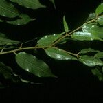 Mabea subsessilis Лист