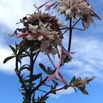 Carphalea madagascariensis Flor