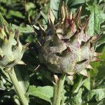 Cynara scolymus പുഷ്പം