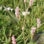 Persicaria maculosaFlower