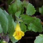 Mimulus glabratus Virág