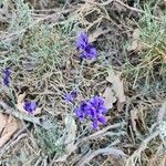 Polygala microphylla Fiore