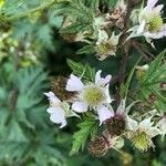 Rubus laciniatus Fleur