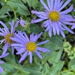 Aster amellus Blüte