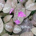 Pseuderanthemum alatum Hoja