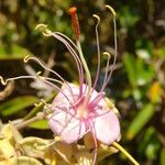 Capparis cynophallophora Virág