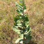 Asclepias latifolia ᱛᱟᱦᱮᱸ