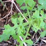 Senecio elegans برگ