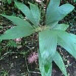 Chamaedorea ernesti-augusti Hoja