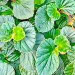 Begonia cucullata Leaf