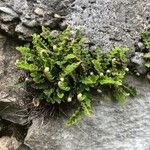 Asplenium ceterach 叶