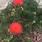 Calliandra tweediei Floro