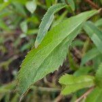 Coleostephus myconis Leaf